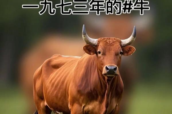 97年牛最佳2025年结婚日期 97年牛最佳2025年结婚日期